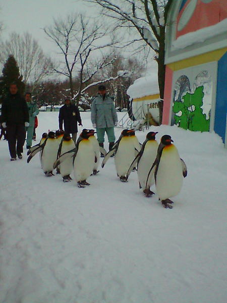 ペンギンのお散歩
