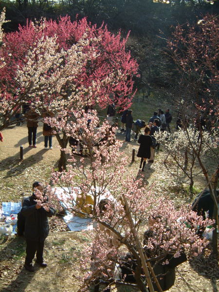 大倉山公園梅林の梅(1)/2007.2.11