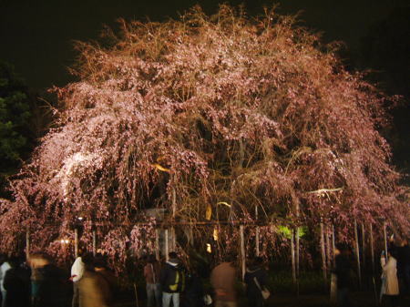 六義園のしだれ桜/2007.3.25