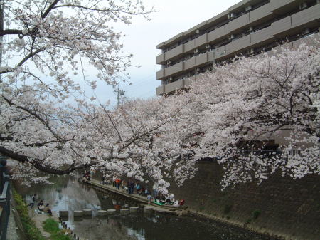 大岡川プロムナードの桜 2007/2007.3.31