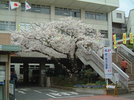 南区役所の桜/2007.3.31