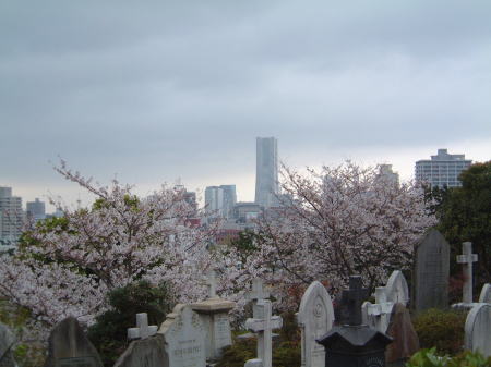 桜と外国人墓地とランドマークタワー/2007.3.31