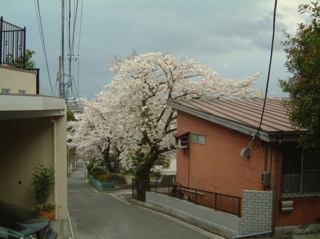 山手で見かけた桜/2007.3.31