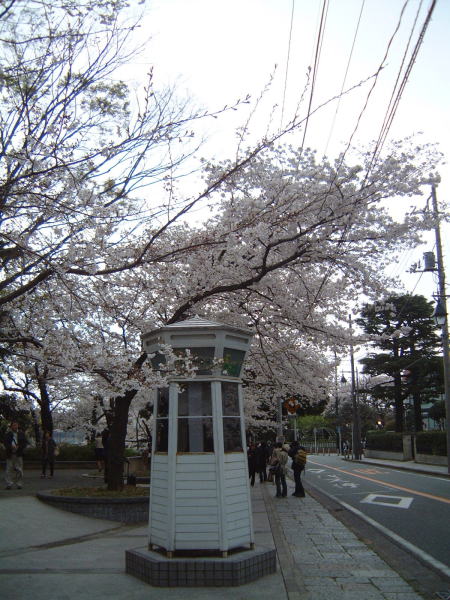 桜と電話ボックス/2007.3.31