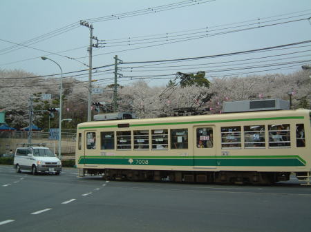 飛鳥山の桜/2007.4.1