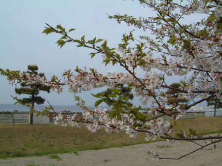 走水水源地の桜/2007.4.8