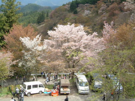 吉野・上千本の桜(1)/2007.4.14