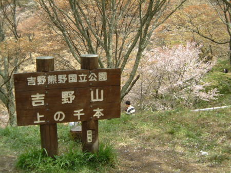 吉野・上千本の桜(2)/2007.4.14