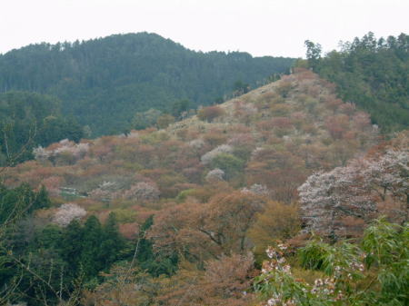 駐車場から見る中千本の桜(1)/2007.4.14
