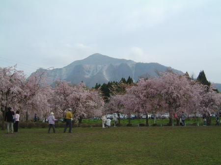 秩父・羊山公園のしだれ桜/2007.4.20