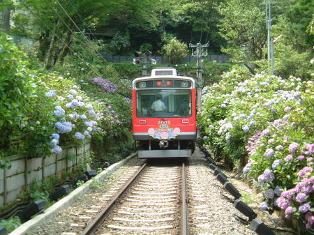 登山電車とあじさい・隧道前踏切にて(1)/2007.7.6