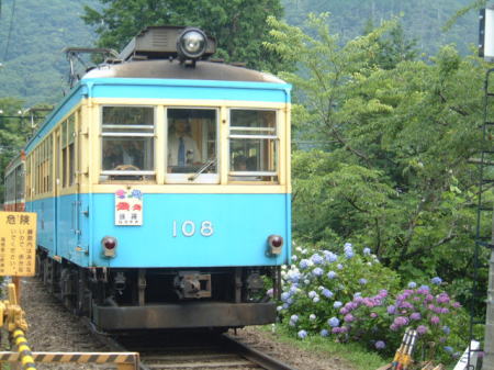 登山電車とあじさい・大平台踏切にて(3)/2007.7.6
