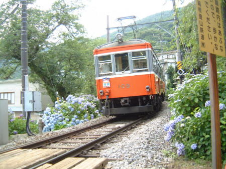 登山電車とあじさい・大平台踏切にて(4)/2007.7.6