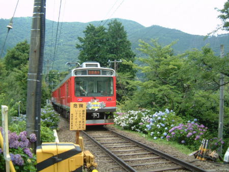 登山電車とあじさい・大平台踏切にて(1)/2007.7.6