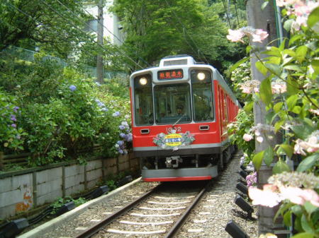 登山電車とあじさい・隧道前踏切にて(2)/2007.7.6