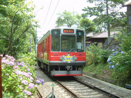 登山電車とあじさい・隧道前踏切にて(3)/2007.7.6