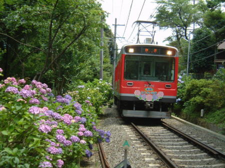 登山電車とあじさい・隧道前踏切にて(4)/2007.7.6