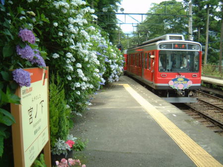 箱根登山鉄道・宮ノ下駅のあじさい(3)/2007.7.6