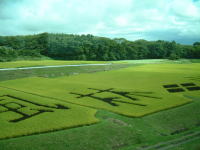 田んぼアート「風林火山」(1)/2007.9.16