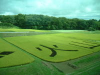 田んぼアート「風林火山」(2)/2007.9.16