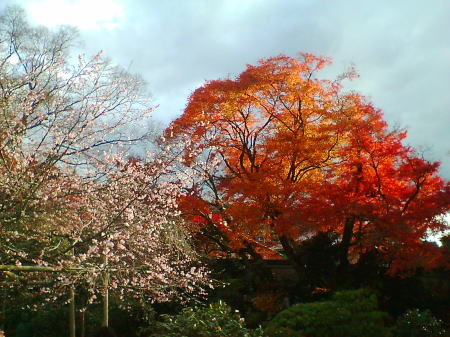 実光院・紅葉と不断桜のコラボレート/2007.12.1