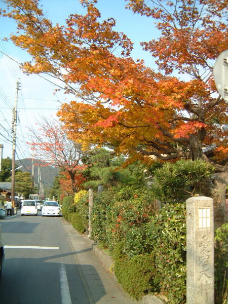 大覚寺へ向かう道の紅葉・黄葉(1)/2007.12.2