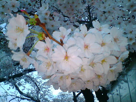 横浜・戸塚 柏尾川の桜(3)/2008.3.27 18時頃