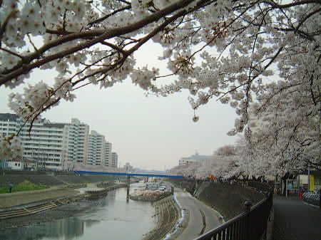 横浜・戸塚 柏尾川の桜(1)/2008.3.28 16時過ぎ