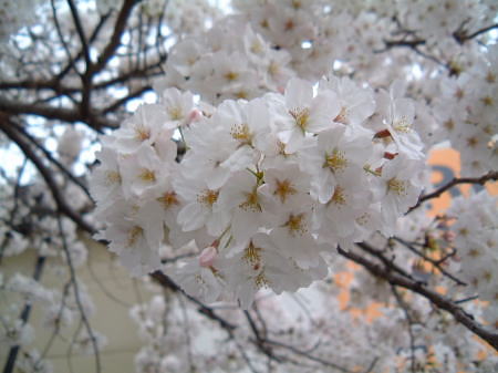 横浜・戸塚 柏尾川の桜(2)/2008.3.28 16時頃