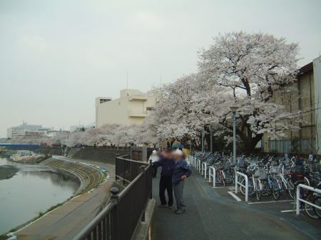 横浜・戸塚 柏尾川の桜(3)/2008.3.28 16時頃