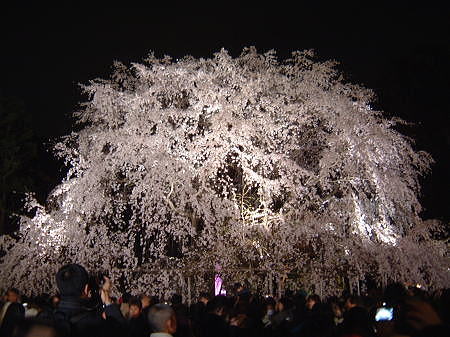 六義園のしだれ桜/2008.3.29
