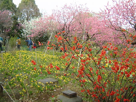 梅、桃、水仙、ぼけの花のコラボレーション！/国営昭和記念公園/2008.3.29