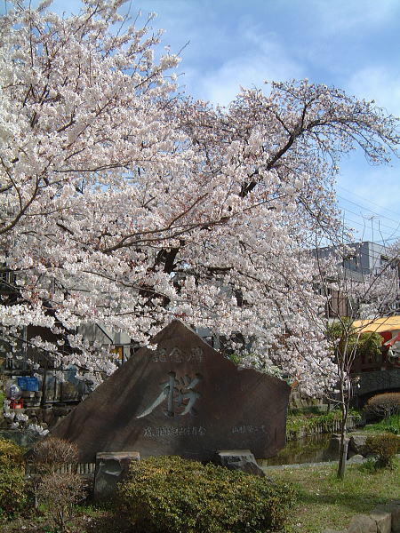 川崎・二ヶ領用水 宿河原の桜並木(2)/2008.3.29