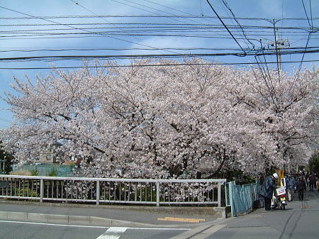 川崎・二ヶ領用水 宿河原の桜並木(4)/2008.3.29
