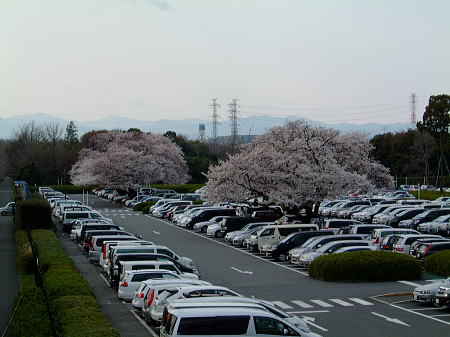 国営昭和記念公園の桜(1)/2008.3.29