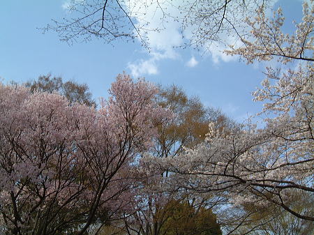 国営昭和記念公園の桜(2)/2008.3.29