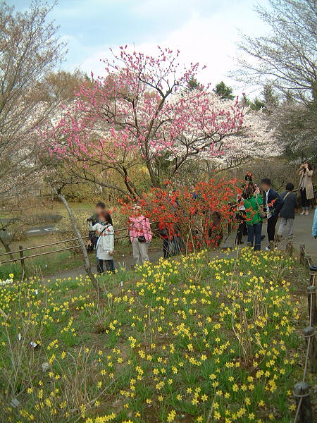 水仙、桃、ぼけの花と桜のコラボレーション！/国営昭和記念公園/2008.3.29