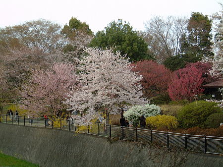 国営昭和記念公園の桜(4)/2008.3.29