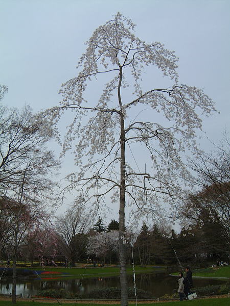 国営昭和記念公園の桜(5)/2008.3.29