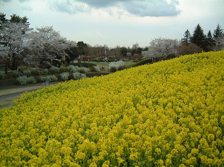 国営昭和記念公園の桜(6)・菜の花と共に…/2008.3.29