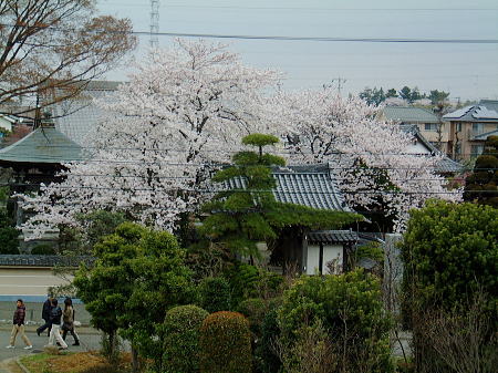 川和町・瑞雲寺の桜/2008.3.30