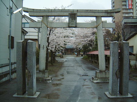 舎人氷川神社の桜(1)/2008.3.30