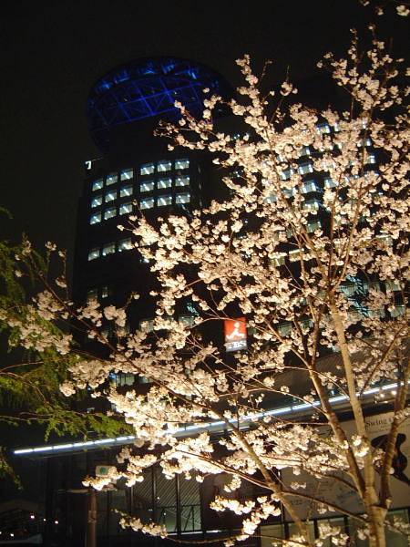 赤坂Sacasの桜(1)/2008.3.30