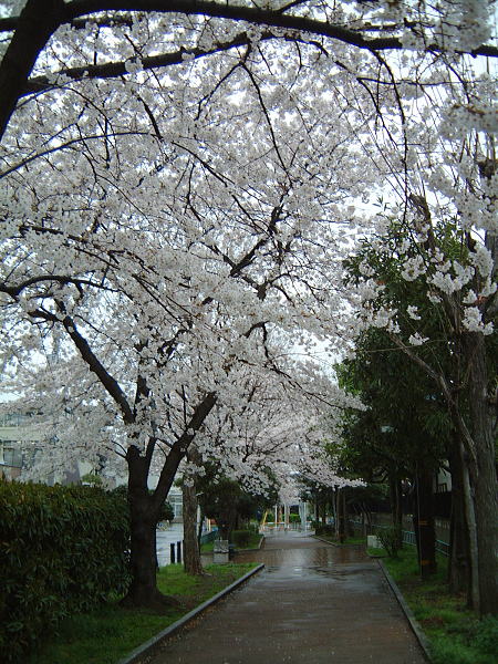 毛長緑道の桜/2008.3.30
