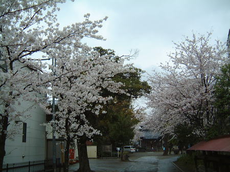舎人氷川神社の桜(2)/2008.3.30