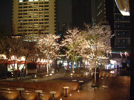 赤坂Sacasの桜(3)/2008.3.30