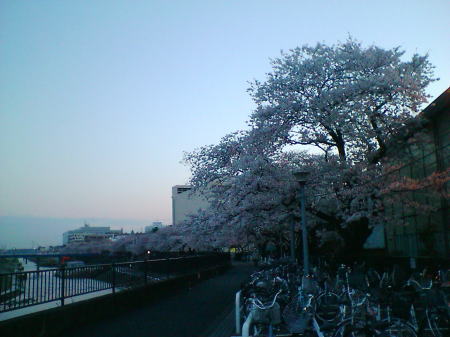 横浜・戸塚 柏尾川の桜(1)/2008.3.31 18時頃