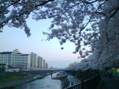 横浜・戸塚 柏尾川の桜(2)/2008.3.31 18時頃