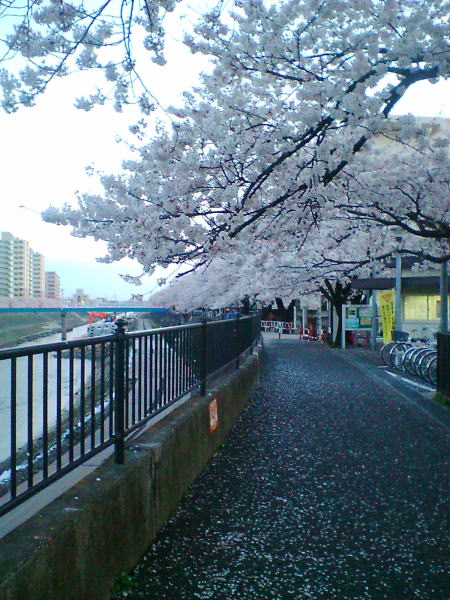 横浜・戸塚 柏尾川の桜(3)/2008.3.31 18時頃