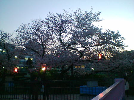 横浜・戸塚 柏尾川の桜(4)/2008.3.31 18時頃